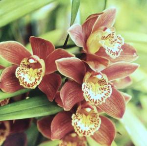 Cymbidium Sleeping Dream