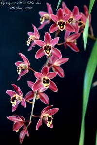 Cymbidium Squirt