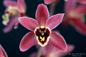 Cymbidium Squirt