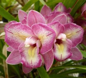 Cymbidium Sweet Wine