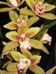 Cymbidium Sweetheart