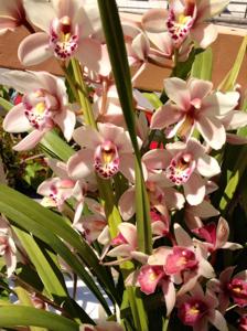 Cymbidium Swan Lake