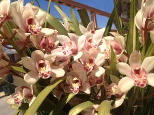 Cymbidium Swan Lake