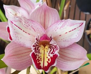 Cymbidium Terama