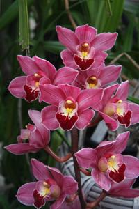 Cymbidium Tethys