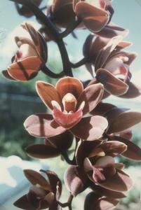 Cymbidium Touchstone