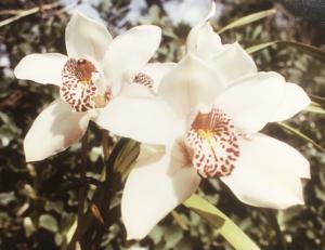 Cymbidium Tongariro