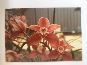 Cymbidium Volcano