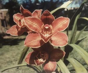 Cymbidium Wyalong