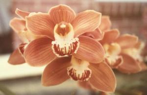 Cymbidium Wyalong