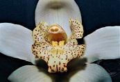 Cymbidium Winter Wonder