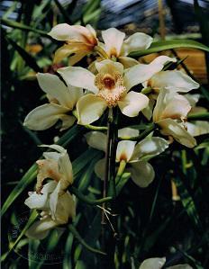 Cymbidium Winter Wonder