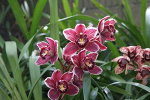 Cymbidium Winter Fire