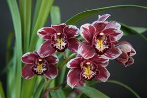 Cymbidium Winter Fire