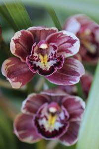 Cymbidium Winter Fire