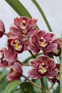 Cymbidium Winter Fire