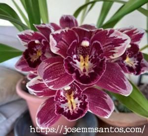 Cymbidium Winter Fire