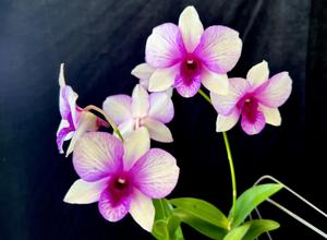 Dendrobium Aprichart Rainbow