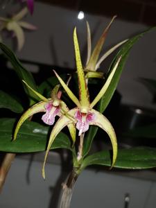 Dendrobium Aussie Ira