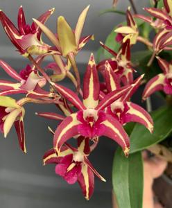 Dendrobium Aussie Parade