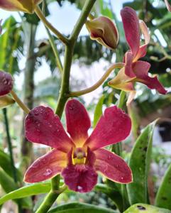 Dendrobium Bertha Chong