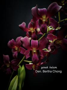 Dendrobium Bertha Chong