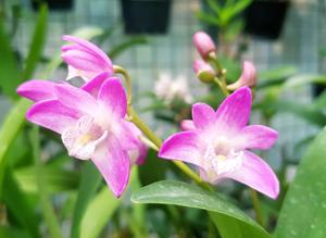 Dendrobium Bardo Rose