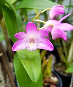 Dendrobium Bardo Rose