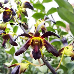 Dendrobium Black Spider