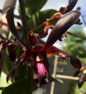 Dendrobium Black Spider