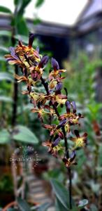 Dendrobium Black Spider