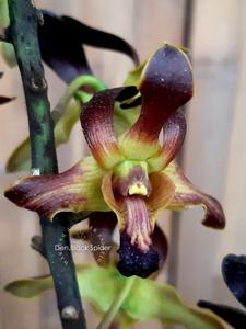 Dendrobium Black Spider