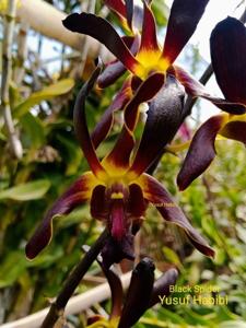 Dendrobium Black Spider