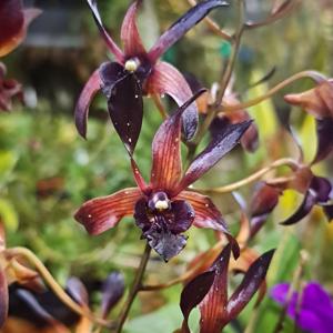 Dendrobium Black Spider