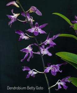 Dendrobium Betty Goto