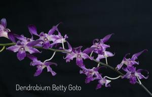 Dendrobium Betty Goto