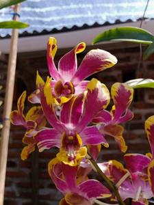 Dendrobium Brown Derby