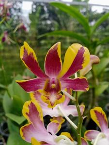 Dendrobium Brown Derby