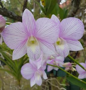 Dendrobium Candy Stripe