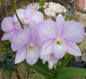 Dendrobium Candy Stripe