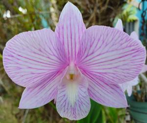 Dendrobium Candy Stripe