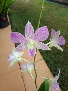 Dendrobium Candy Stripe