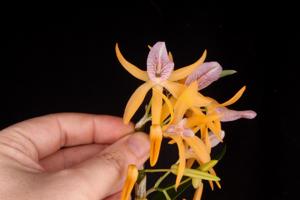 Dendrobium Charm