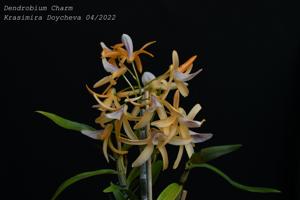 Dendrobium Charm