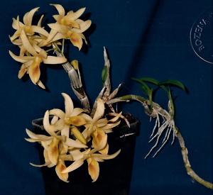 Dendrobium Chinsai