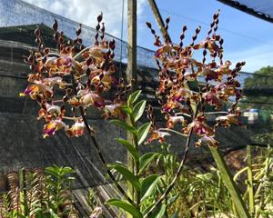 Dendrobium Dandy Dame