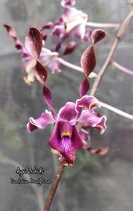 Dendrobium Dandy Dame