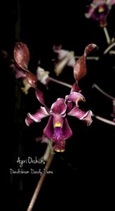 Dendrobium Dandy Dame