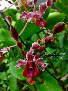 Dendrobium Dandy Dame