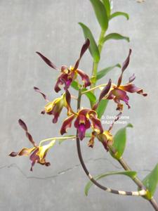 Dendrobium Dandy Dame